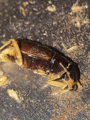 Tetracha virginica