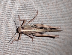 Schistocerca serialis