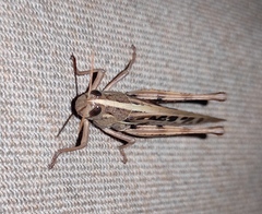 Schistocerca serialis