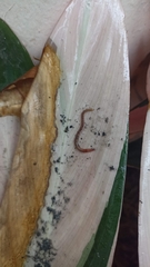 Oligochaeta