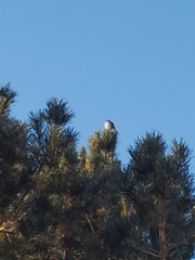 Aphelocoma woodhouseii