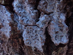 Phaeographis smithii