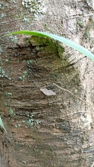 Dissomorphia australiaria