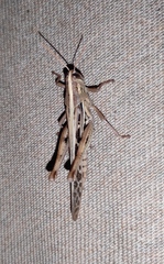 Schistocerca serialis