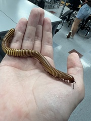 Orthoporus