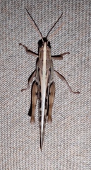 Schistocerca serialis