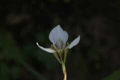 Moraea tricuspidata