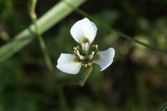 Moraea tricuspidata