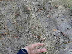 Eragrostis albensis