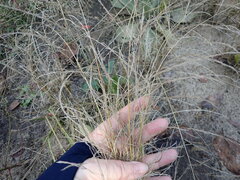 Eragrostis albensis
