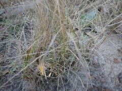 Eragrostis albensis