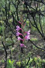 Watsonia borbonica