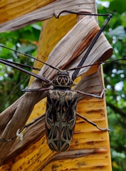 Acrocinus longimanus