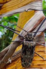 Acrocinus longimanus