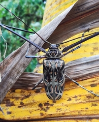 Acrocinus longimanus