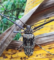 Acrocinus longimanus