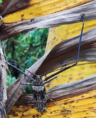 Acrocinus longimanus