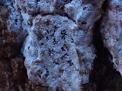 Phaeographis smithii