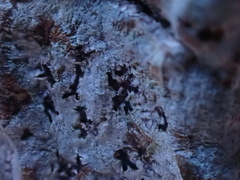 Phaeographis smithii