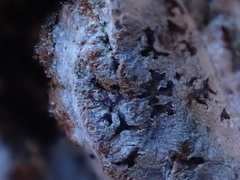 Phaeographis smithii