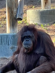 Pongo