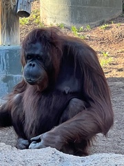 Pongo