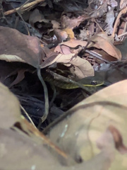 Dendrophidion percarinatum