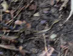 Dendrophidion percarinatum