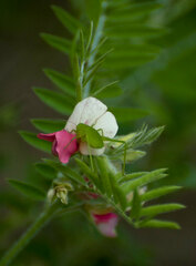 Tephrosia virginiana