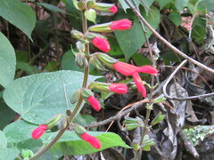 Salvia gesneriiflora