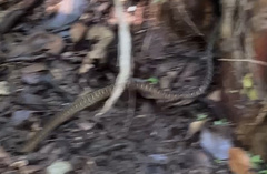 Dendrophidion percarinatum