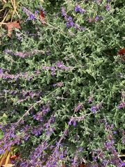 Salvia yangii