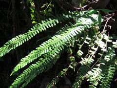 Asplenium monanthes