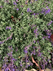 Salvia yangii
