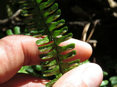 Asplenium monanthes