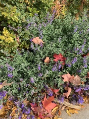 Salvia yangii