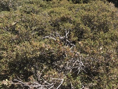 Quercus vacciniifolia