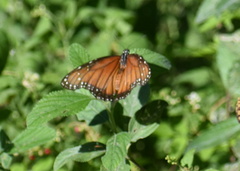 Danaus eresimus