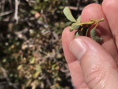 Quercus vacciniifolia