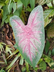 Caladium