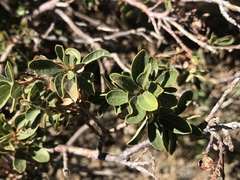 Quercus vacciniifolia