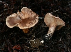 Leucopaxillus