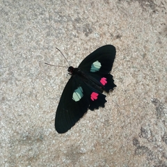 Parides anchises nephalion