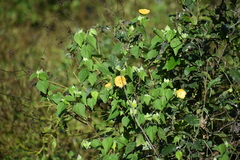 Abutilon hypoleucum