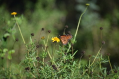 Danaus eresimus