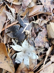 Astraeus hygrometricus