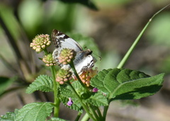 Heliopetes laviana