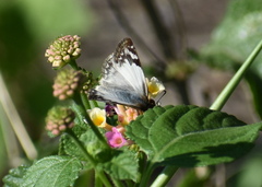 Heliopetes laviana