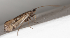 Limnephilus