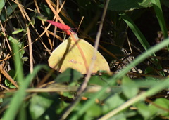 Phoebis philea